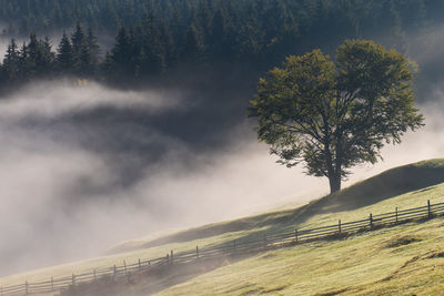 Scenic view of trees on field against sky