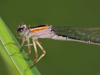 Close-up of insect on leaf