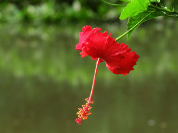 Close-up of red hibiscus flower