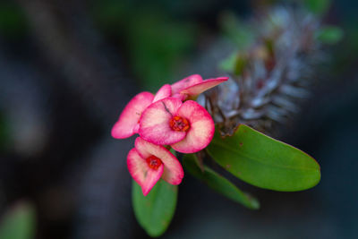 Close-up of pink flowering plant