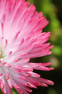 Close-up of pink flower