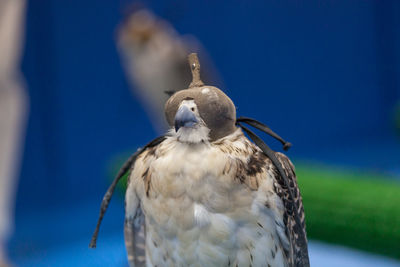 Close-up of bird perching on plant