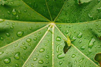 Full frame shot of wet leaves