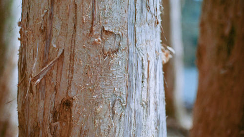 Close-up of tree trunk