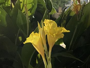 Close-up of yellow flowering plant