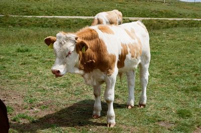 Cows standing in field