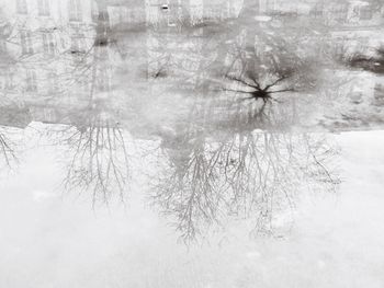 Bare trees against sky