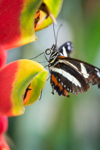 Close-up of butterfly pollinating on flower