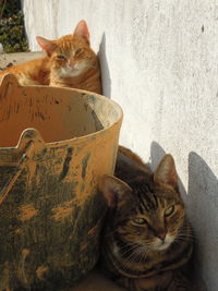 Close-up of cats resting by bucket