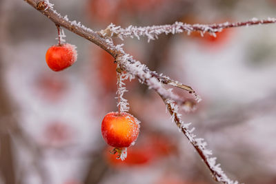 Small red apple with ice crystals cut off in winter