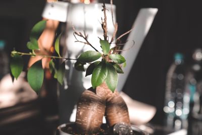 Close-up of hand holding plant