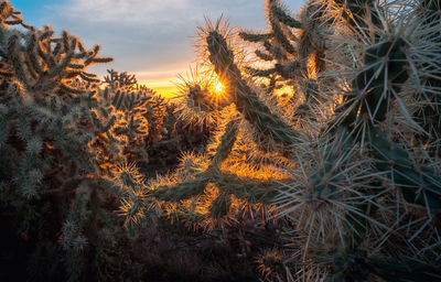 Sunrise shining through illuminated cholla cacti in sonoran desert 