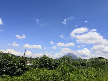 Plants on field against sky