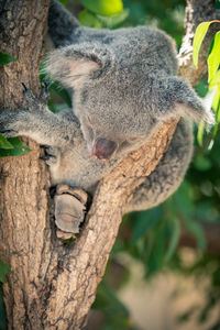 Close-up of a squirrel on tree trunk