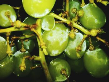 Close-up of vegetable