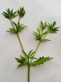 High angle view of leaves on plant