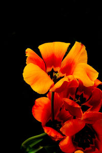 Close-up of orange rose against black background