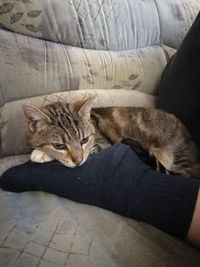 Portrait of cat lying on sofa