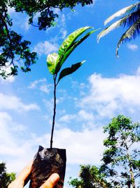 Low angle view of flower tree against sky