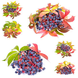 High angle view of berries on white background