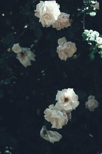 Close-up of white rose on sea