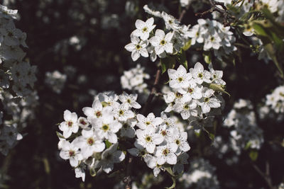 Close-up of white flowering plant