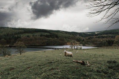 View of sheep on grassy field by lake against sky