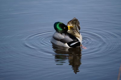Duck swimming in a lake