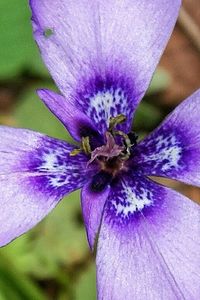 Close-up of purple flower