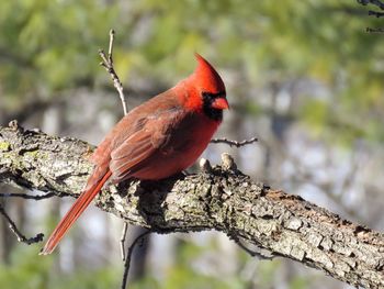 Close-up of bird perching on branch