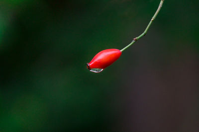 Close-up of red rose in water