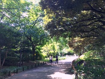 View of trees in park