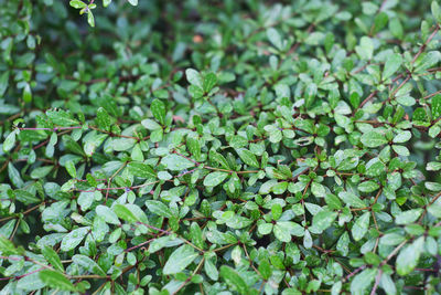 Close-up of fresh green leaves on field