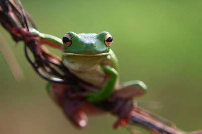 Close-up of frog