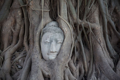 Stone buddha head entwined in roots of fig tree