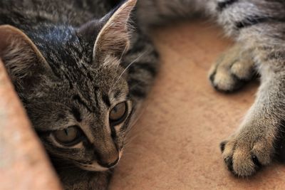 Close-up of cat sleeping