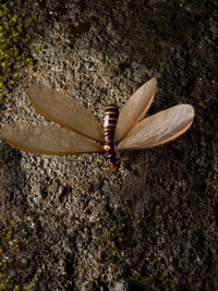 High angle view of butterfly on ground