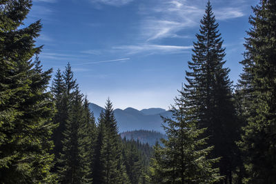 Pine trees in forest against sky