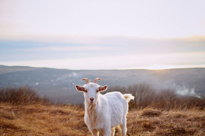 Goat standing on field against sky