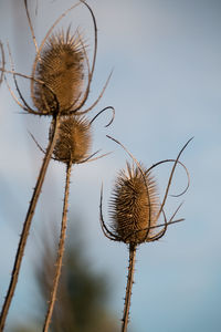 Close-up of dry thistle against sky