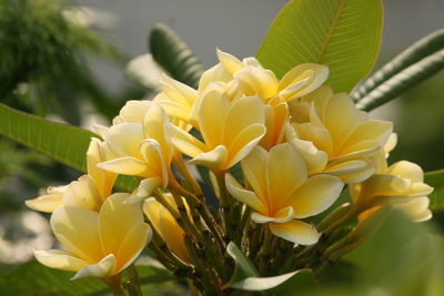 Close-up of yellow flowering plant