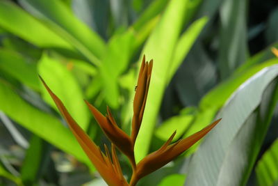 Close-up of plant growing on field