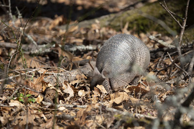 Close-up of mushroom in field