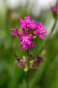 Close-up of pink flowering plant