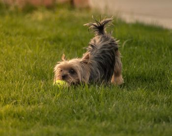 Dog on grass