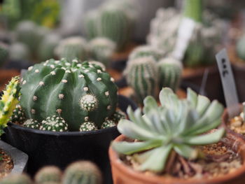 Close-up of succulent plant