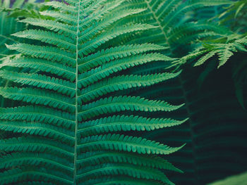 Close-up of fern leaves