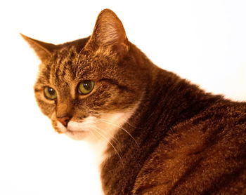 Close-up portrait of cat against white background