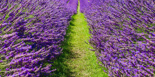 Purple flowering plants on field