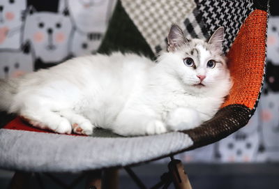 A young cat of the breed neva masquerade lies on a chair. close-up. front view